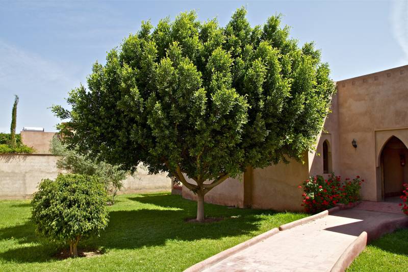Conception et aménagement d’un jardin magnifique haut de gamme marocain à Bordeaux en Gironde